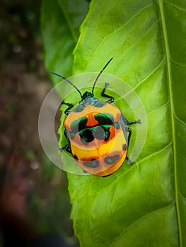 Cotton Harlequin Bug - Tectocoris diophthalmus