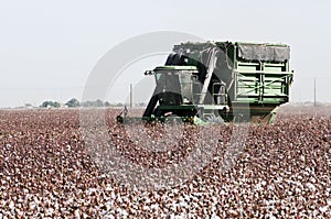 Cotton harvest