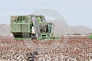 Cotton harvest photo