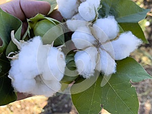 Cotton harvest and detailed product detail