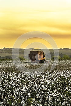 Cotton harvesting
