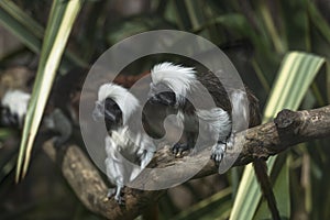 Cotton-headed Tamarins (Saguinus oedipus)