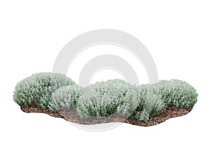 Cotton-lavender decorative shrubs