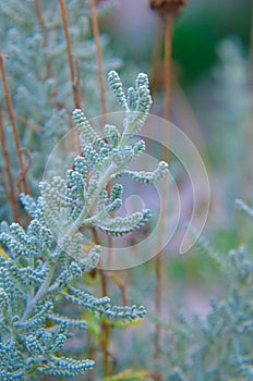 Cotton lavender Santolina chamaecyparissus plant background