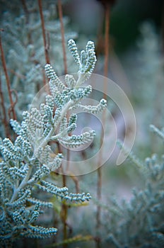 Cotton lavender Santolina chamaecyparissus plant background