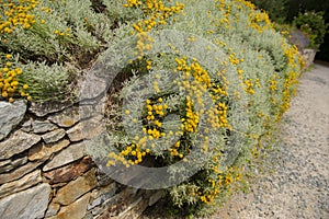 the cotton lavender with yellow flowers in summer Santolina chamaecyparissus