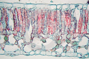 Cotton leaf under the microscope