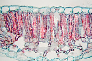 Cotton leaf under the microscope