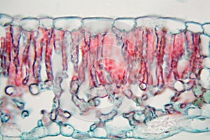 Cotton leaf under the microscope