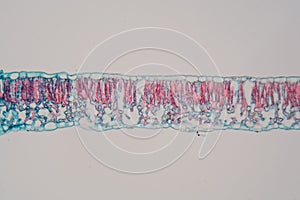 Cotton leaf under the microscope