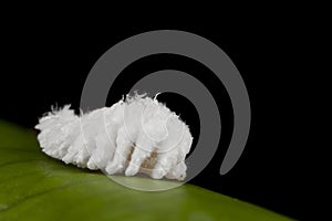 Cotton like worm: Woollyworm