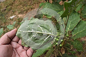 Cotton Mealy bugs on on Turkey berry leaf