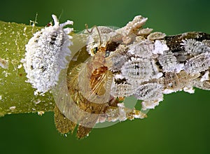 Cotton mealybug, Phenacoccus solenopsis and its natural enemy, lacewing