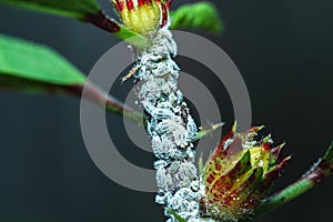 Cotton mealybug, Solenopsis mealybug, Phenacoccus solenopsis Tinsley Hemiptera, Coccomorpha, Pseudococcidae