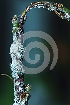 Cotton mealybug, Solenopsis mealybug, Phenacoccus solenopsis Tinsley Hemiptera, Coccomorpha, Pseudococcidae