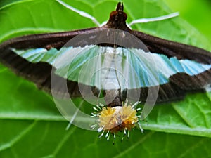 Cotton moth photo