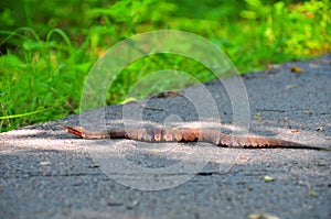 Cotton mouth water moccasin pit viper snake Agkistrodon piscivo