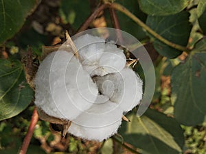 This is the cotton of my farm.