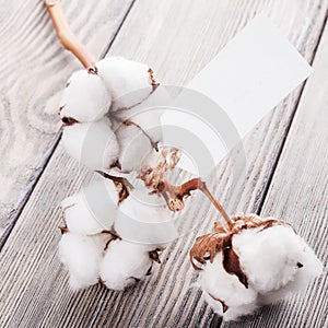 Cotton organic textile