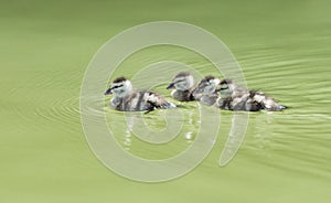 Cotton pigmy goose chicks