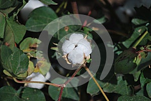 Cotton plant