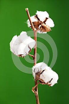 Cotton plant photo
