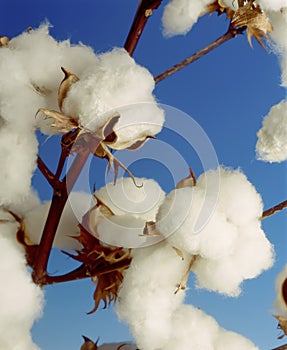 Cotton Plant