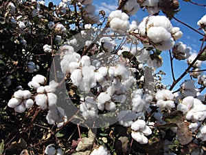 Cotton Plant