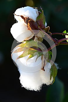 Cotton Plant with 2 Bolls  Closeup Backlit by the Warm Summer Sun