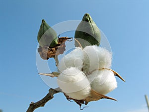 Cotton plant