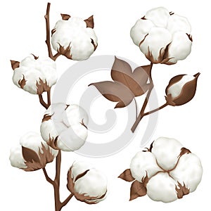 Cotton Plant Boll Realistic Set photo