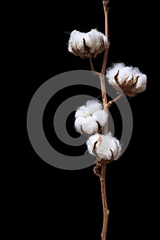 Cotton plant branch isolated over black background