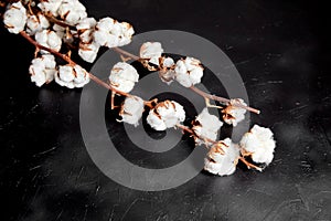 Cotton plant. Branches of white fluffy cotton flowers on black stone background. Organic material used in the manufacture of