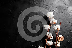 Cotton plant. Branches of white fluffy cotton flowers on black stone background. Organic material used in the manufacture of