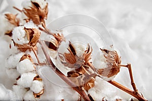 Cotton plant. Branches of white fluffy cotton flowers on soft background