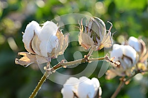 Cotton Plant Closeup Backlit by the Warm Summer Sun