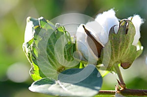 Cotton Plant Closeup Backlit by the Warm Summer Sun