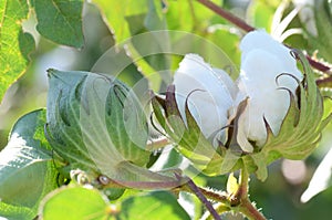 Cotton Plant Closeup Backlit by the Warm Summer Sun