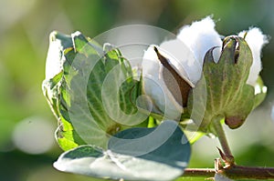 Cotton Plant Closeup with Details for Bolls