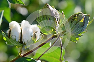 Cotton Plant Closeup with multiple Bolls