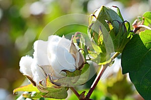 Cotton Plant Closeup with multiple Bolls