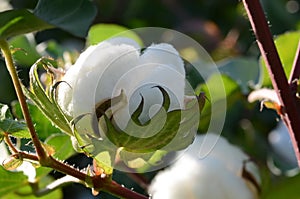 Cotton Plant Closeup with Vivid Detail of the Bolls