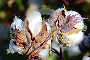 Cotton Plant Closeup in the Warn Sun