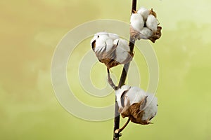 Cotton plant with copy space