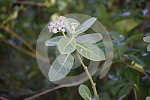 Cotton Plant Cultivate In Avoor Village