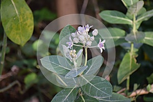 Cotton Plant Cultivate In Avoor Village