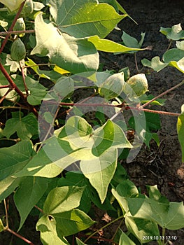 Cotton plant in farn in india