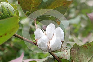 Algodón planta 