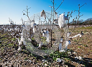 A cotton plant in the field ready for harvest.