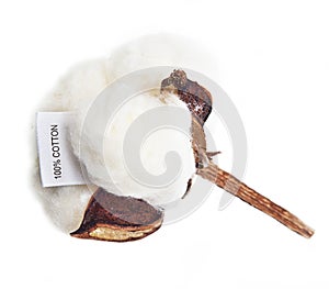 Cotton plant flower